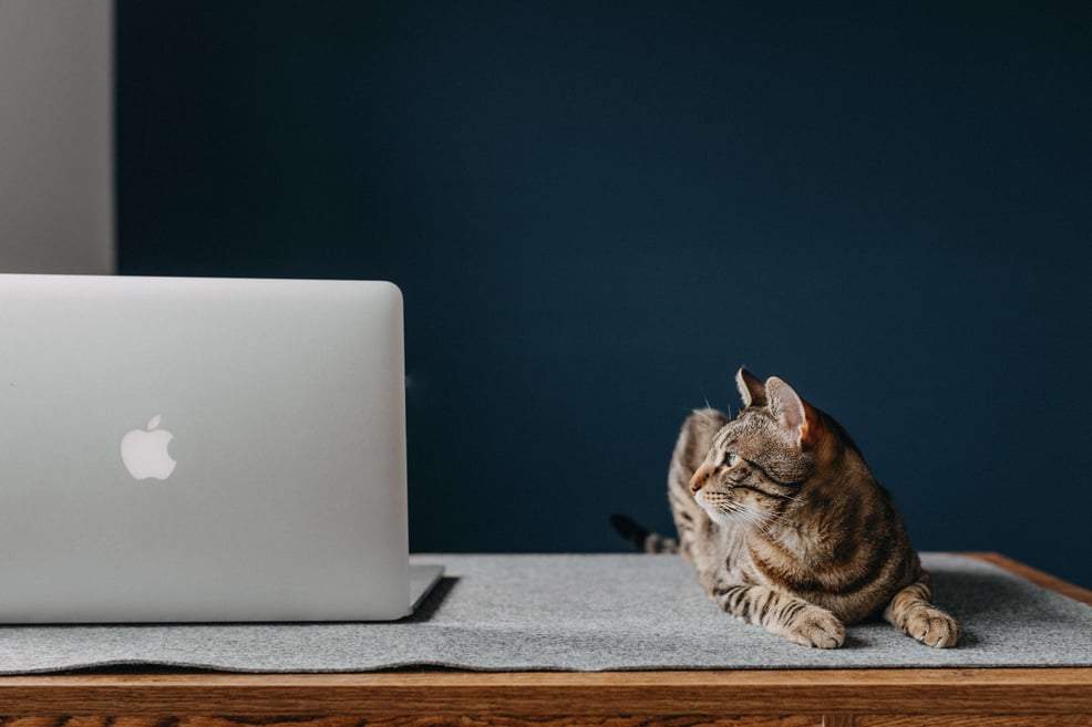 cat-next-to-a-laptop-on-a-desk
