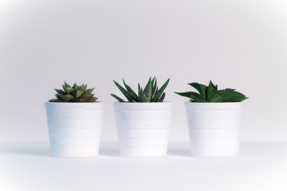 three-green-assorted-plants-in-white-ceramic-pots